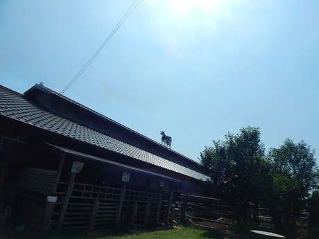DSCN8810