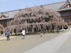 s-P4010275nara