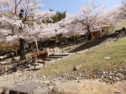 s-P4010194nara