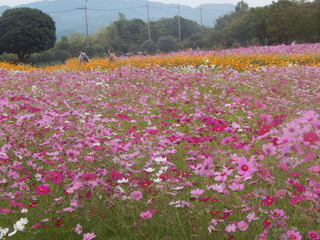 DSCN5109