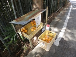 s-P3110361oishi
