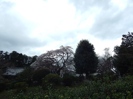 DSCN8117