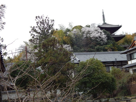 DSCN7423