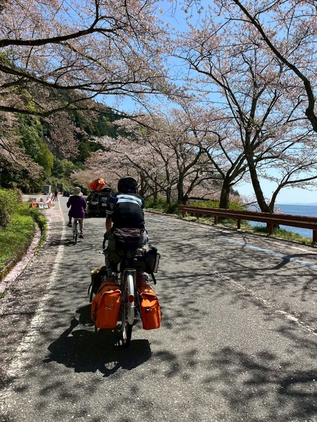 tacbiwa017kaizu