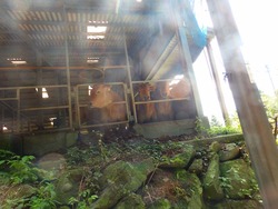 s-P8130260shikoku