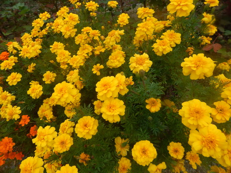 DSCN5114