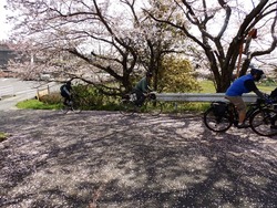 s-P4020051katsuragi