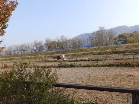s-PB051294nagano