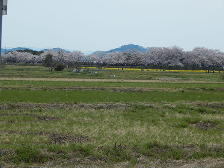 DSCN8503
