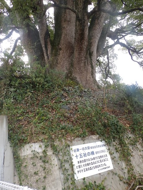 s-P1270168otai