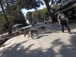 s-P4010184nara