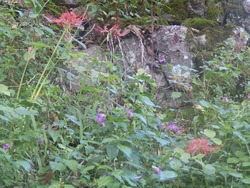 s-P9160375nagano