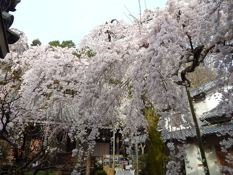 DSCN7408