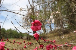 s-IMG_0757kaida