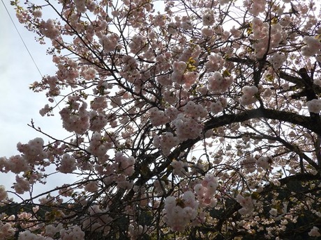 s-P4130227higashiyo