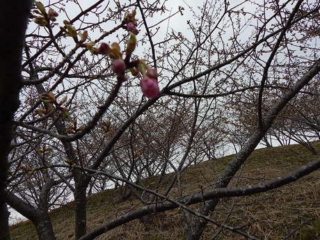 DSCN6697