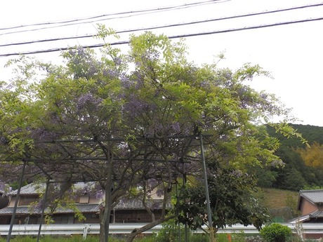 s-P4270125matsusaka