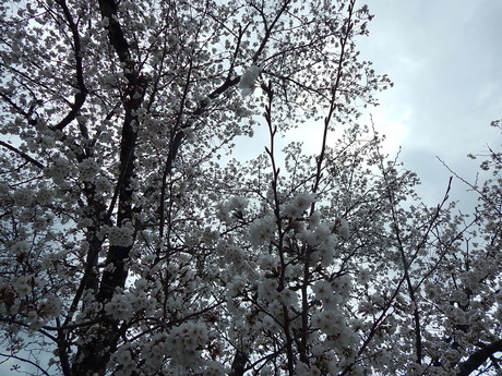 DSCN8119