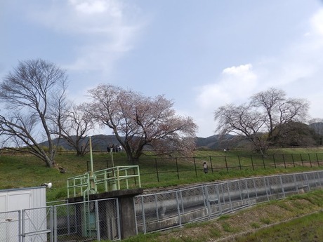 s-P3310083nara