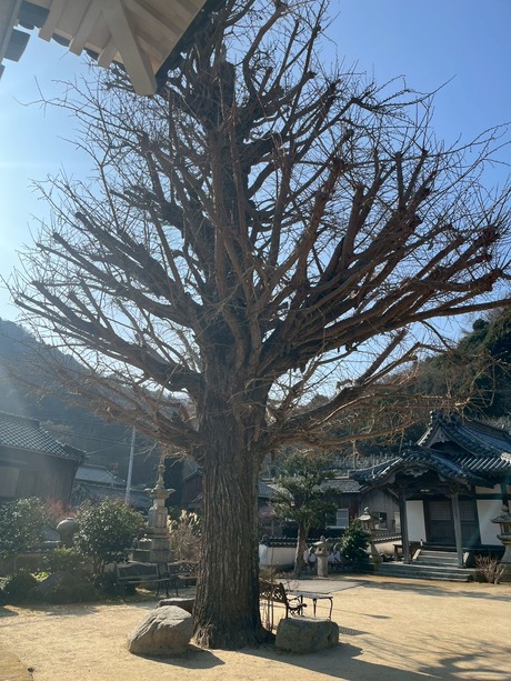 tacseihakuji002