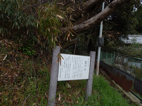 DSCN7541