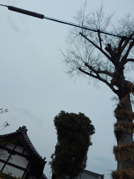 DSCN5945