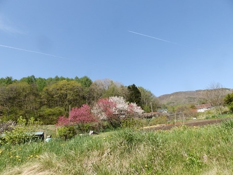s-P50509430505