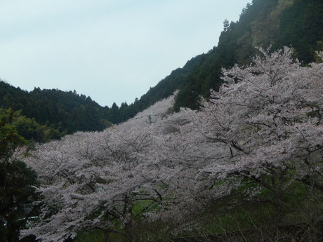 DSCN6222