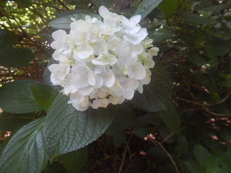 DSCN8401