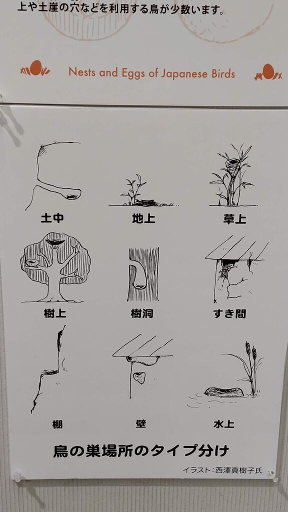 「鳥の卵」 博物画 【フレームサイズ   27×22cm】 鳥の卵」 博物画 【フレームサイズ 27×22cm】 - メルカリ