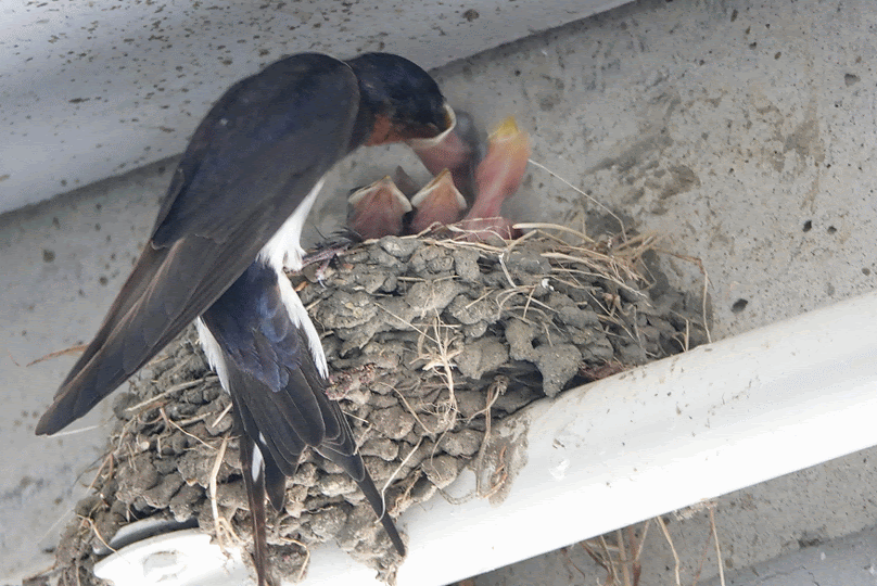 今日はお休み 鳥写真マンガ