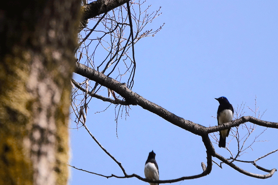 飛んでる鳥 イラスト 飛んでる鳥 イラスト かっこいい