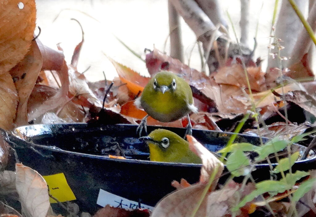 鳥言葉って 鳥写真マンガ