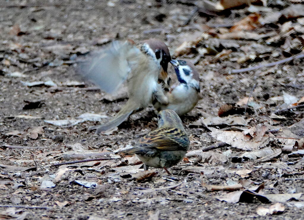 喧嘩の仲裁 鳥写真マンガ 喧嘩の仲裁 鳥写真マンガ