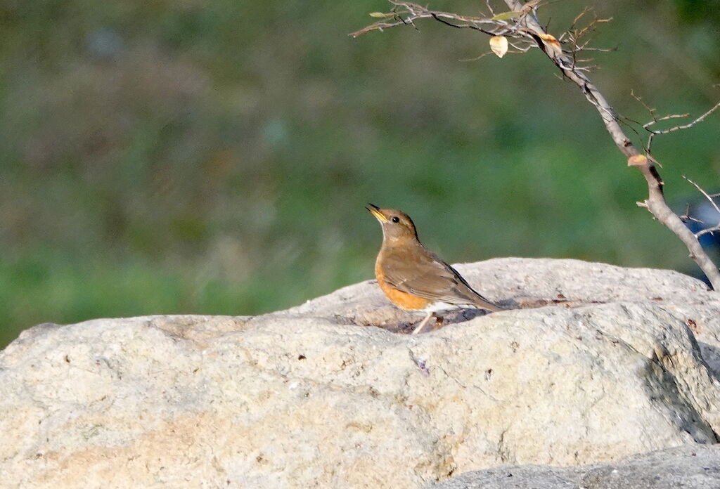 アカハラでよいかと 鳥写真マンガ アカハラでよいかと 鳥写真マンガ