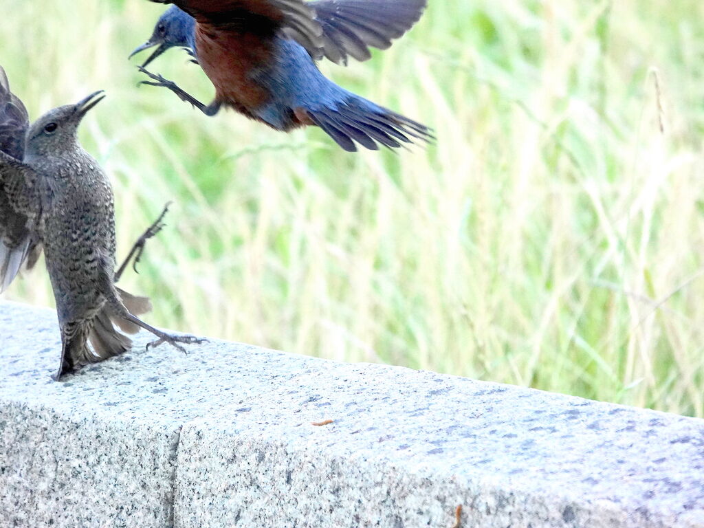 イソヒヨドリの夫婦喧嘩 鳥写真マンガ
