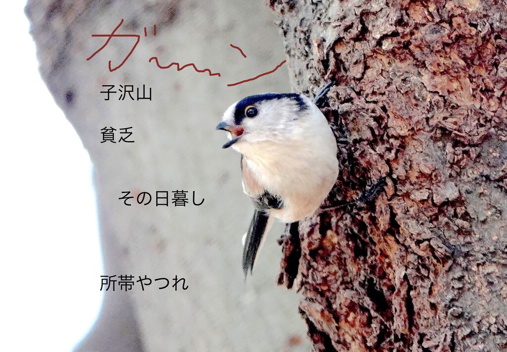 鳥言葉って 鳥写真マンガ