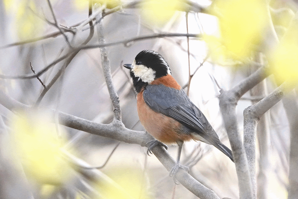 花とヤマガラ イカルのgifアニメ 鳥写真マンガ 花とヤマガラ イカルのgifアニメ 鳥写真マンガ