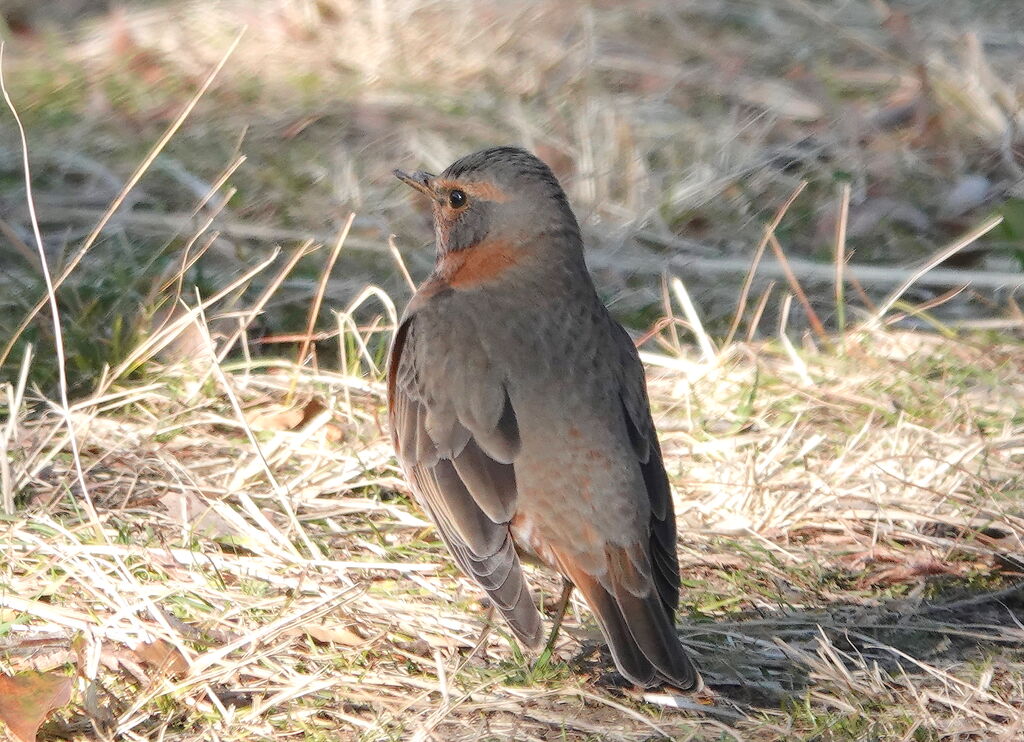 ハチジョウツグミ コゲラ モズ エナガ 鳥写真マンガ