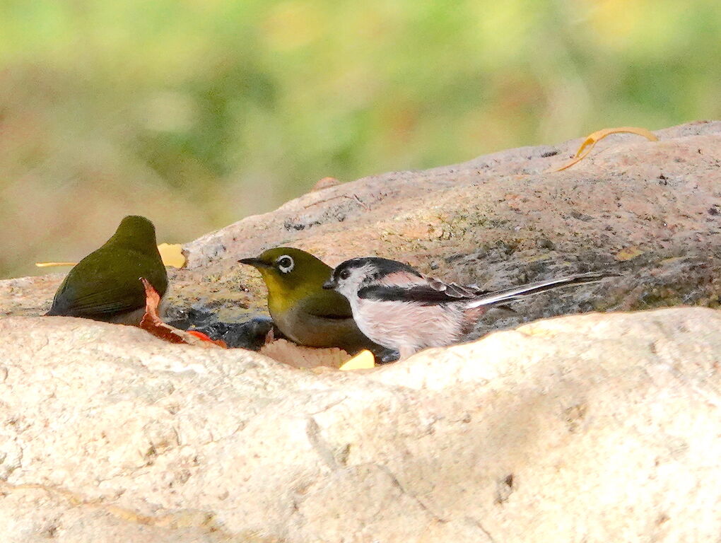 鳥言葉って 鳥写真マンガ