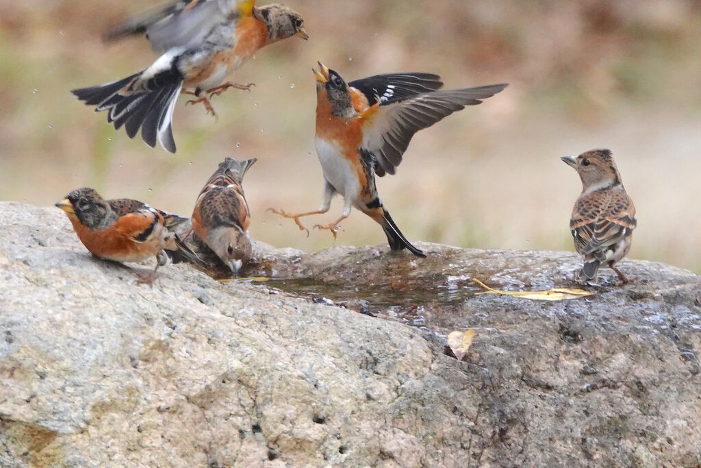 鳥言葉って 鳥写真マンガ