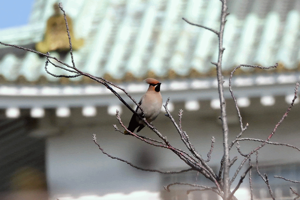 鳥どりアニメgif 鳥写真マンガ
