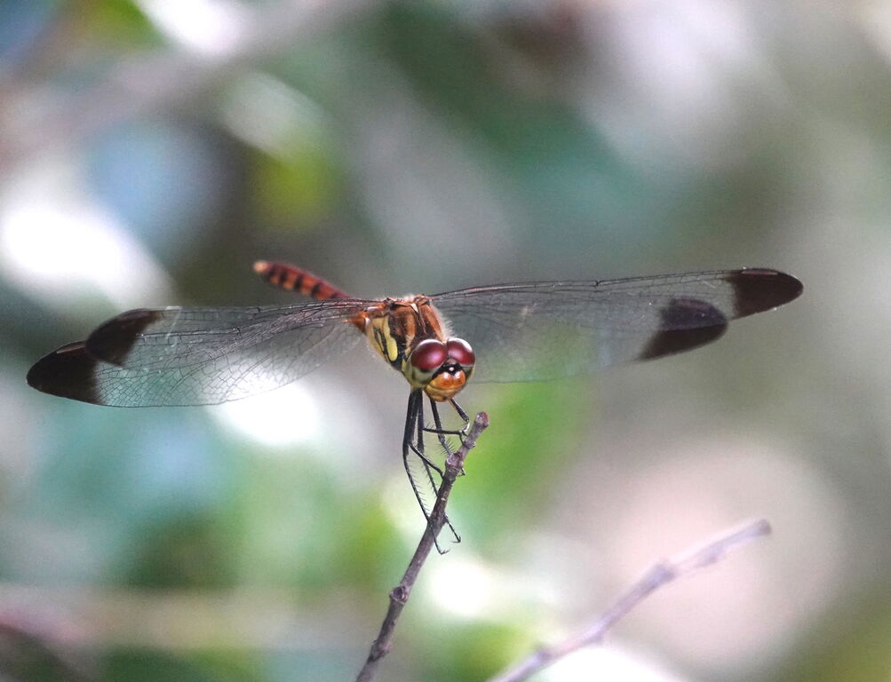 ノシメトンボ ベニトンボ コノシメトンボなど 鳥写真マンガ