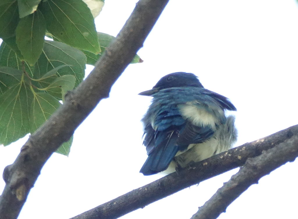 マミジロ オオルリがサンゴジュの実を食べに来た 鳥写真マンガ マミジロ オオルリがサンゴジュの実を食べに来た 鳥写真マンガ