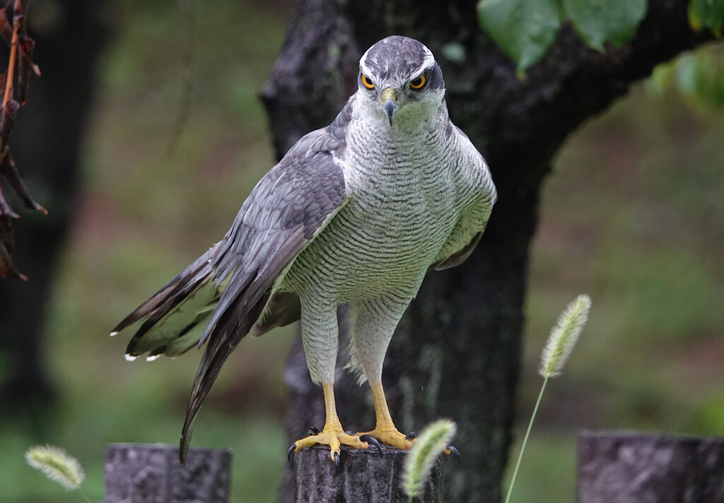 肉食系 草食系 鳥写真マンガ 肉食系 草食系 鳥写真マンガ