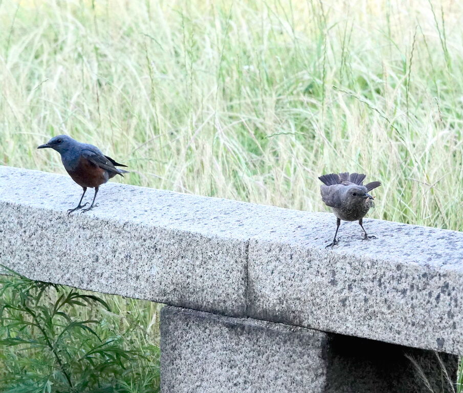 イソヒヨドリの夫婦喧嘩 鳥写真マンガ