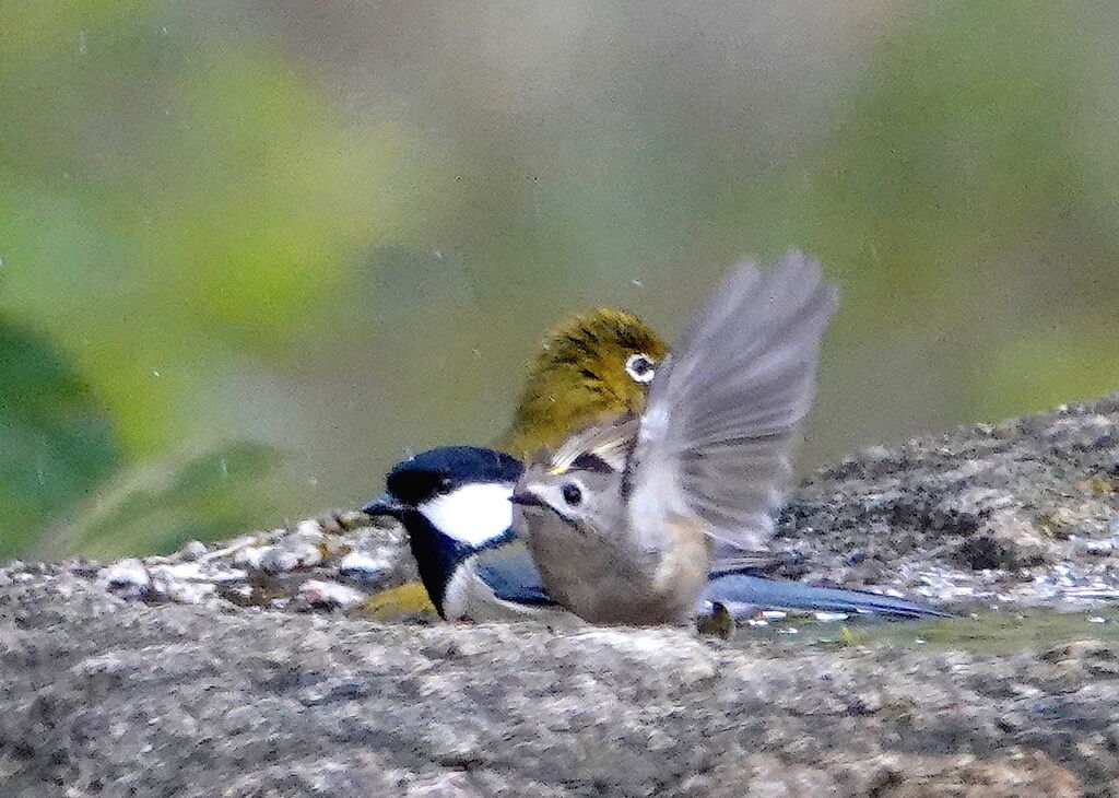 鳥言葉って 鳥写真マンガ