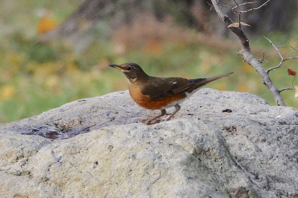 アカハラvsヒヨドリ 鳥写真マンガ アカハラvsヒヨドリ 鳥写真マンガ