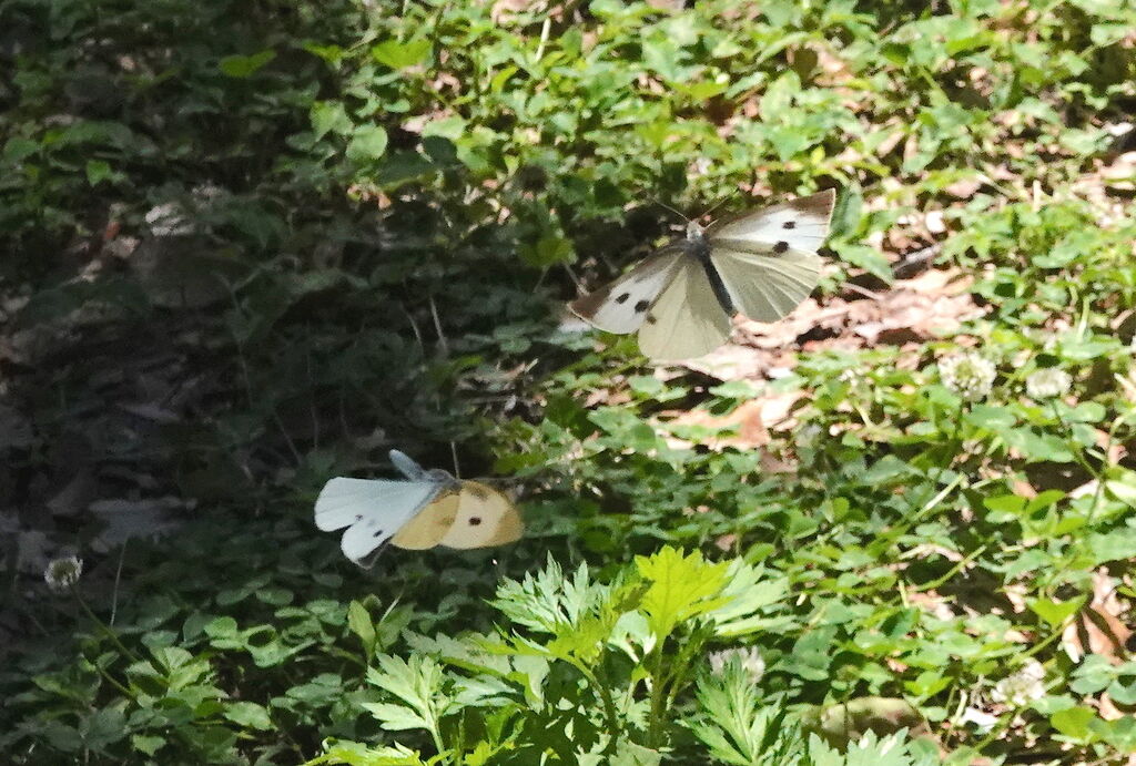 セセリチョウ モンシロチョウなど 鳥写真マンガ