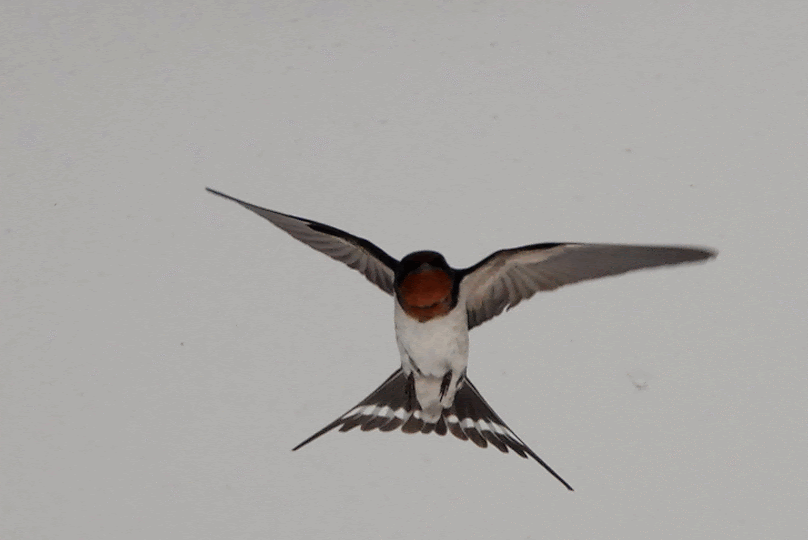 今日はお休み 鳥写真マンガ